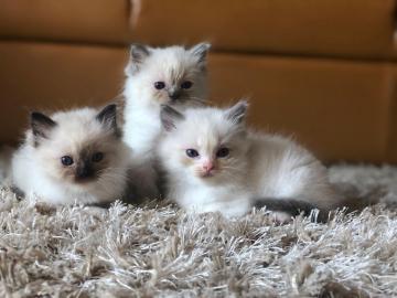 Niedliche Ragdoll-K?tzchen suchen jetzt