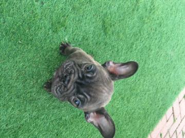 Franz?sische Bulldogge