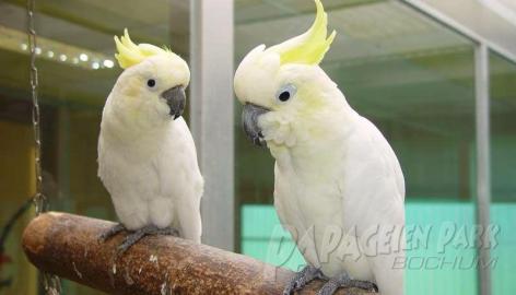 Kakadus / Cockatoos, Whatsapp +49152121