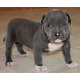 Reinrassige Pitbull Welpen