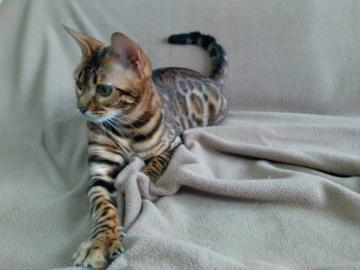 Reinrassige persische Katzchen