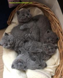 Stammbaum british shorthairs K�tzchen