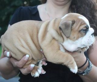 Englisch Bulldogge Welpen