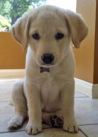 Labrador Welpen mit Papieren whatsapp Nu