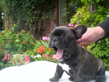 Nette franz?sische Bulldogge-Welpen,