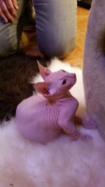 Sphynx Katerchen