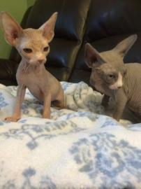Wundersch�ne Sphynx-K�tzchen