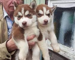 Gesund Siberian Husky Welpen WhatsApp-Nu