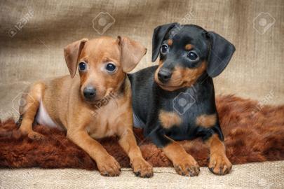 Zwergpinscher Welpen 4 H�ndinnen und 3 R