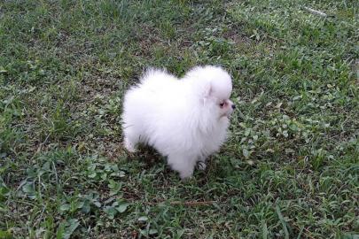 Pomeranian puppy