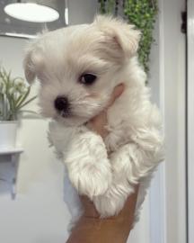 maltesische Welpen