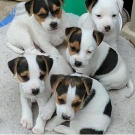Jack-Russell-Welpen whatsapp Nummer +436