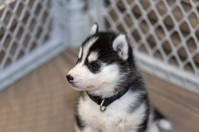 Siberian HuskyWelpen mit Stammbaum FCI n