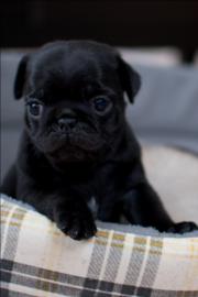 Mops babys