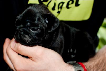 Mops babys