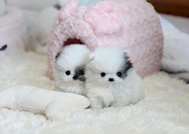Mini pommersche Babys verf?gbar
