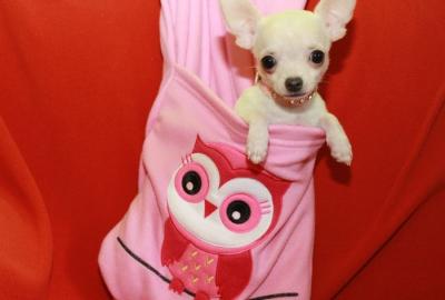 Chihuahua Welpen zur Verf�gung