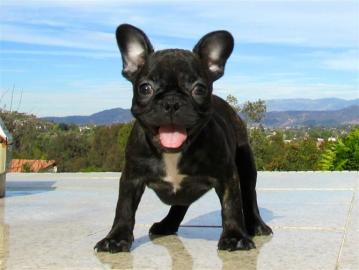 Franz�sische Bulldoggen welpen