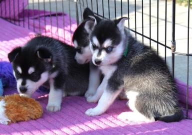 Siberian Husky Welpen