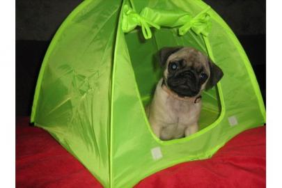 Rassige Mops - Welpen