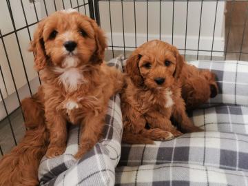 Cavapoo-Welpen zu verkaufen