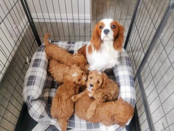 Cavapoo-Welpen zu verkaufen