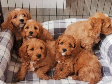 Cavapoo-Welpen zu verkaufen