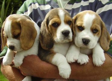 Wundersch�ne Beagle Welpen mit Papieren