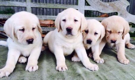 Labrador Retriever Welpen