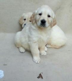 Sch?ne Golden Retriever Welpen