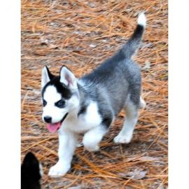 Siberian Husky welpen sofort abzu geben. 