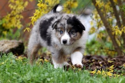Australian Shepherd Welpen