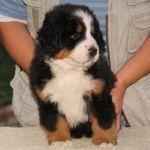wundersch�ner Berner sennen welpen Suche