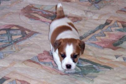 X-Mass Jack Russell Terrier Welpen