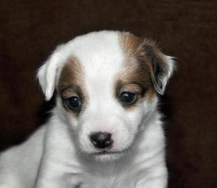 X-Mass Jack Russell Terrier Welpen