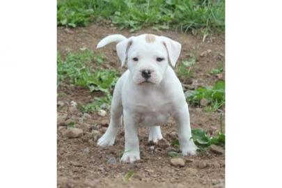 American Bulldog Welpen
