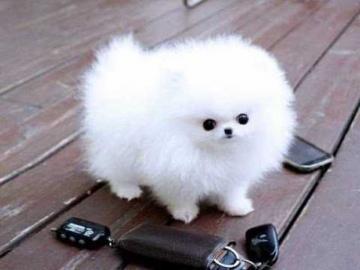 Super knuddelige Zwergspitz / Pomeranian