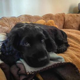 Cocker Spaniel Welpen