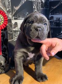 Cane Corso Welpen
