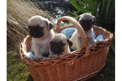 susse m�nnlich und weiblich Mops