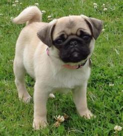 susse m�nnlich und weiblich Mops