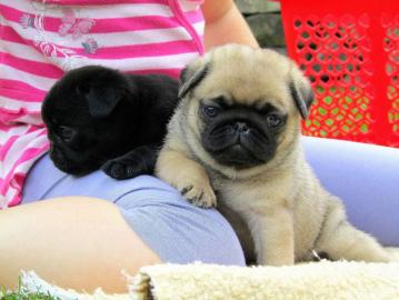 susse m�nnlich und weiblich Mops