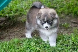 Pomsky welpen
