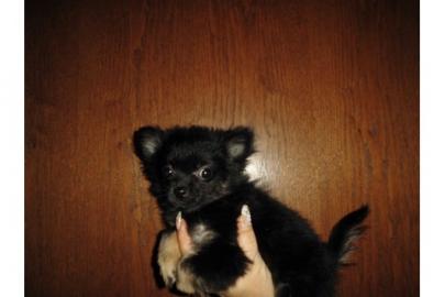 Reizende Chihuahua Welpen