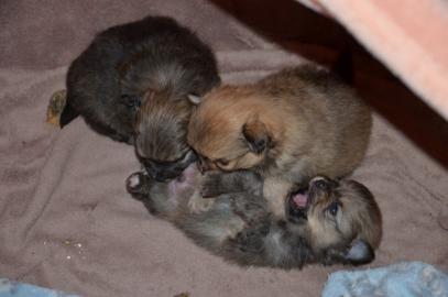 Reizende Chihuahua Welpen