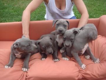 American PitbullTerrier Welpen