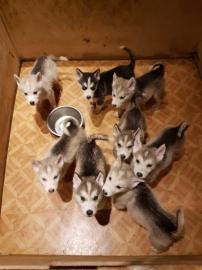 Siberian Husky Welpen