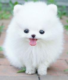 Pomeranian Welpen f�r die Annahme