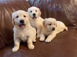 Wundersch?ne golden Retriever Welpe
