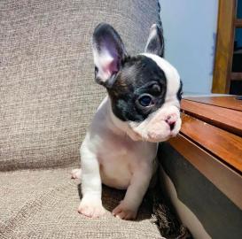 Franz�sische Bulldogge, Welpe,